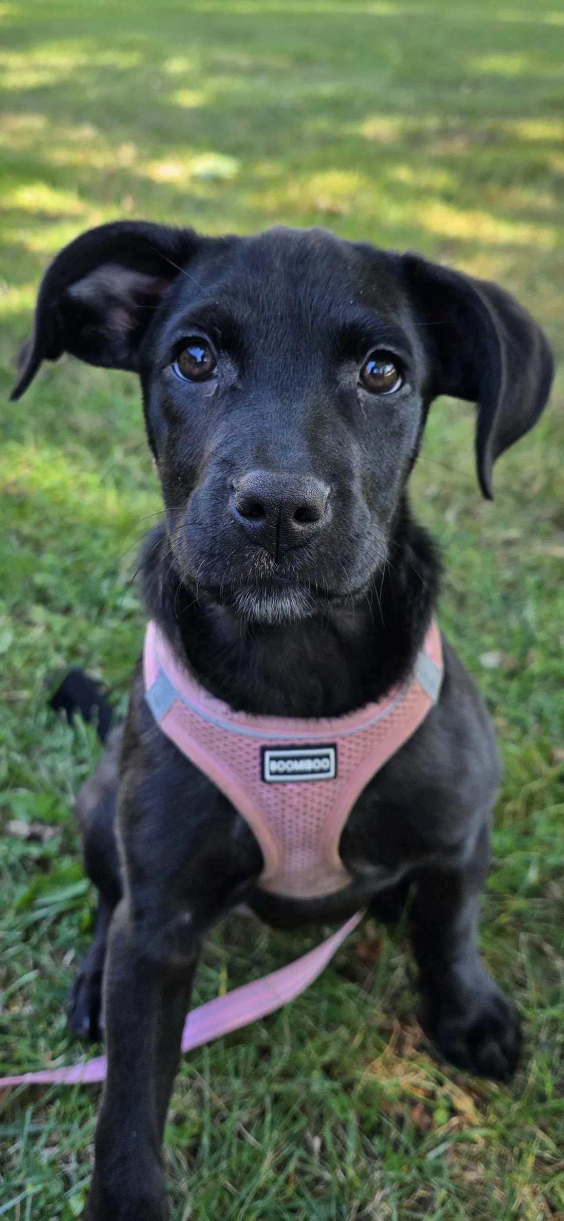 Bella